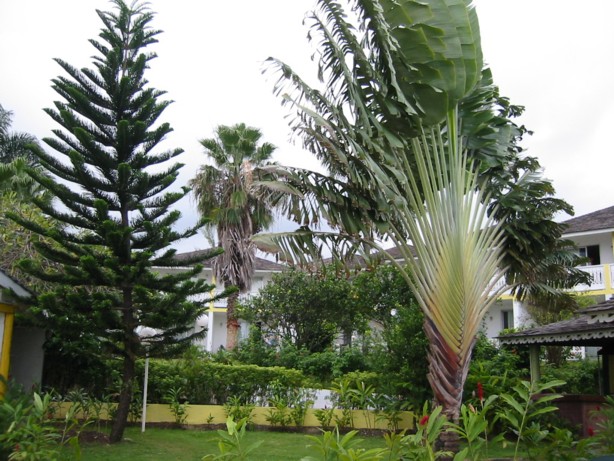 Trees