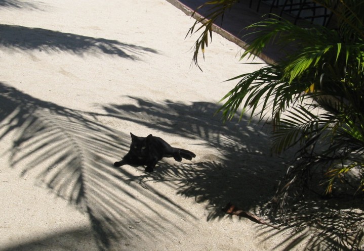 Resort Kitty