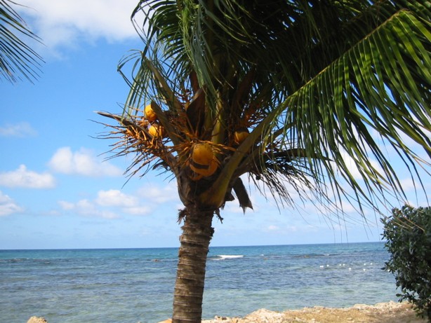 Palm Tree