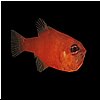 fishy.jpg