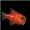 fishy2.jpg